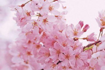 見るだけじゃない！　桜の色々な楽しみ方のサムネイル
