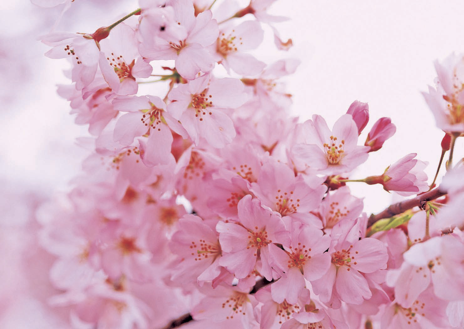 見るだけじゃない！　桜の色々な楽しみ方のサムネイル