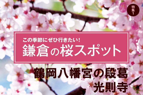 鎌倉の桜スポット-鶴岡八幡宮の段葛・光則寺のサムネイル