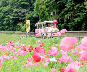 横須賀 くりはま花の国