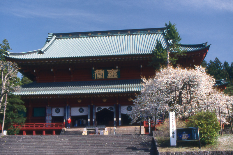 輪王寺の金剛桜