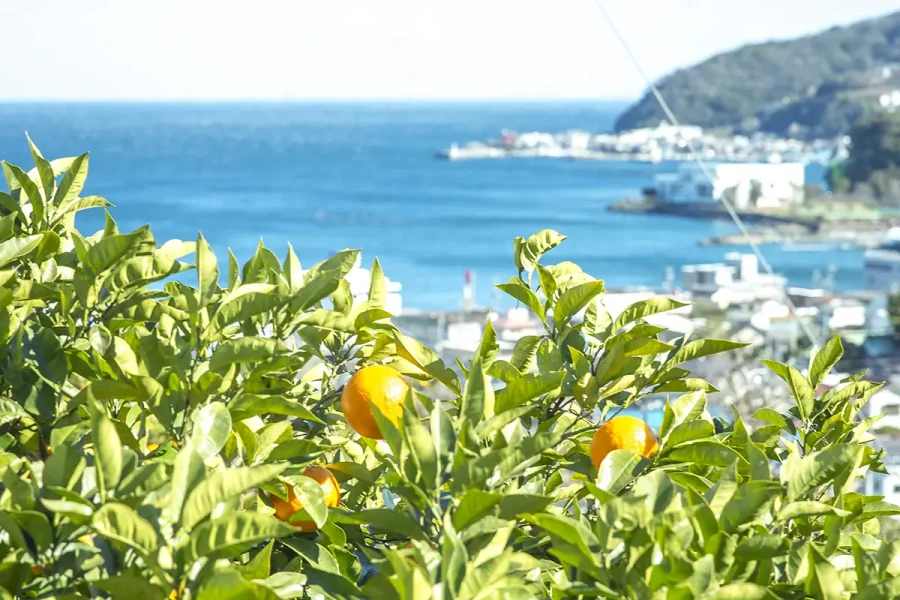 熱海のだいだい