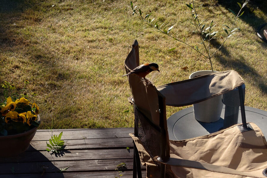 風呂超爺・太郎の二拠点生活blog「第38話・共生」