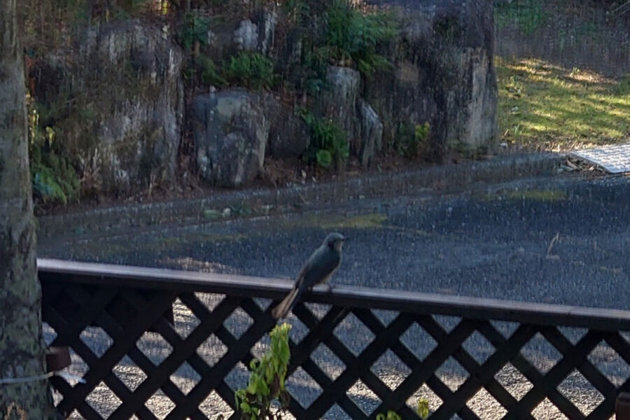 風呂超爺・太郎の二拠点生活blog「第39話・犯人は誰?」