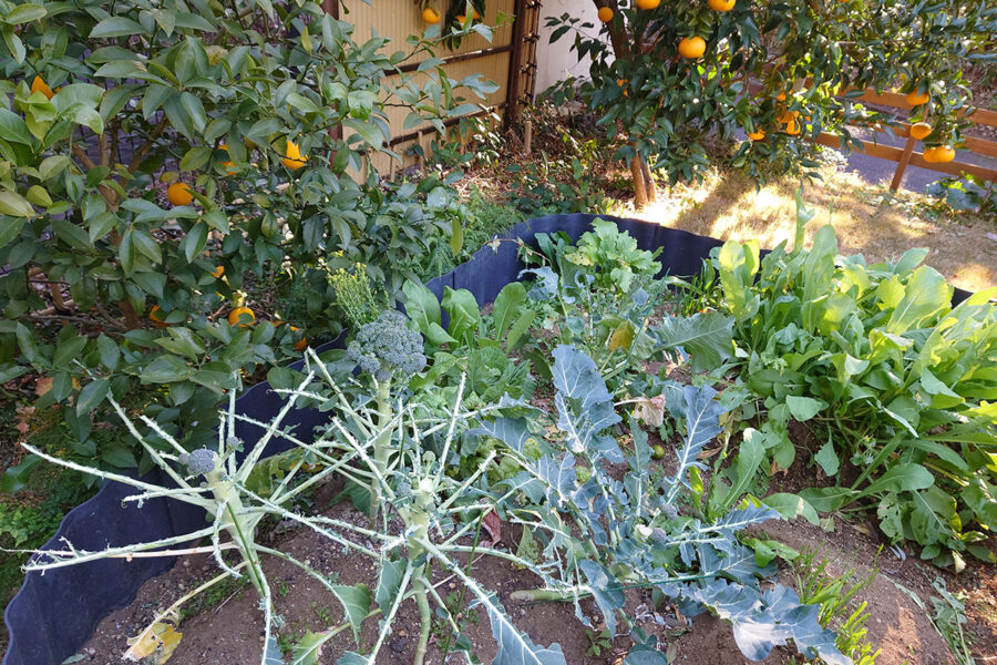 風呂超爺・太郎の二拠点生活blog「第39話・犯人は誰?」