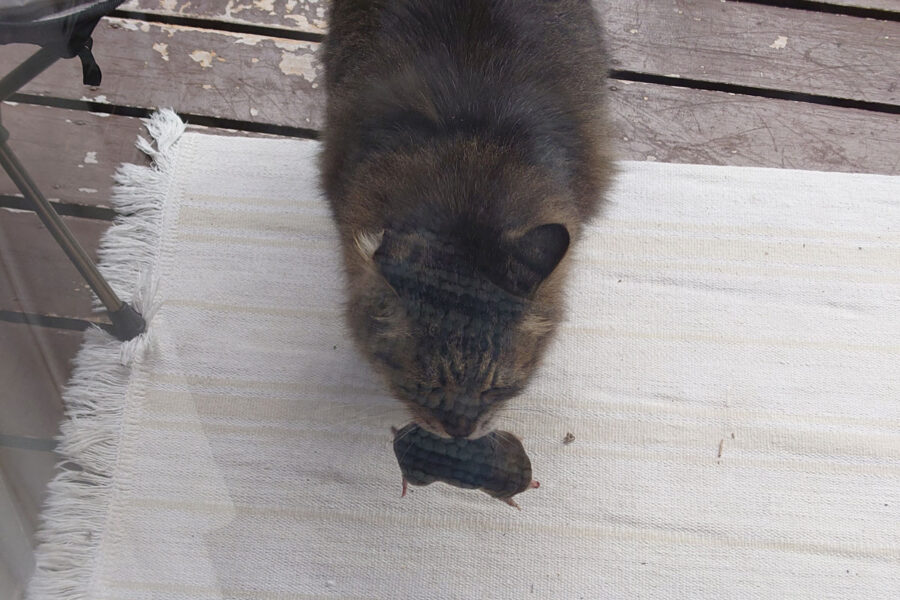 風呂超爺・太郎の二拠点生活blog「第39話・犯人は誰?」