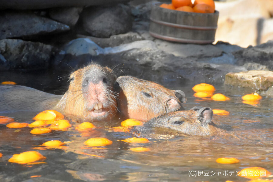 伊豆シャボテン動物公園
