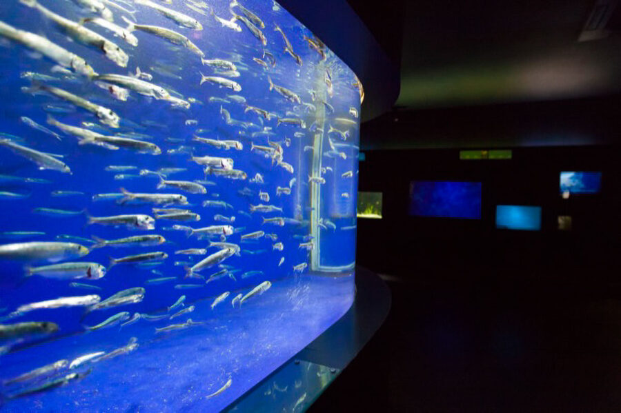 下田海中水族館