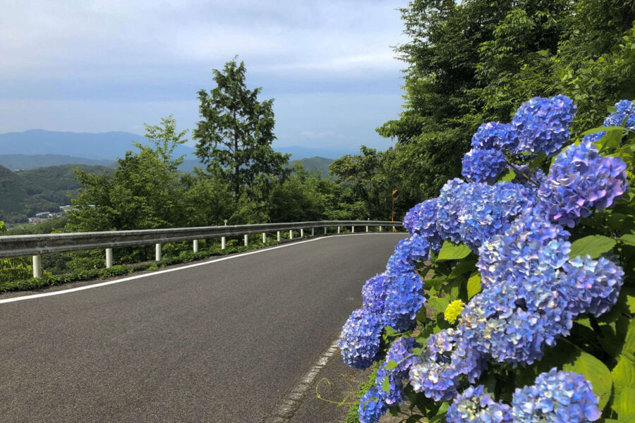 【湯郷温泉】大山あじさいロード